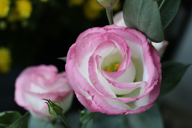 Hvilke blomster skal man give til en første date?